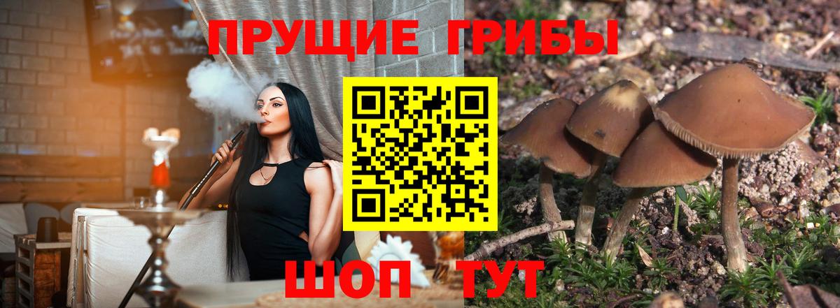 Баксан  Галлюциногенные грибы Psilocybine cubensis  Псилоцибиновые грибы ЛСД  Вход с VPN 